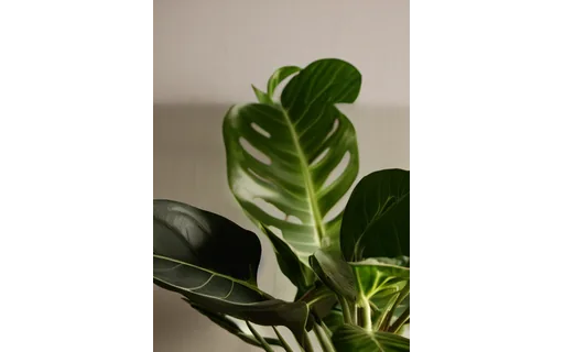 Preview of Pr plant pot: expanded canvas