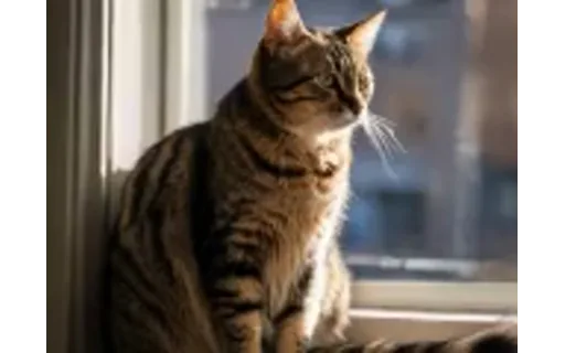 Preview of Cat on a windowsill: degraded input